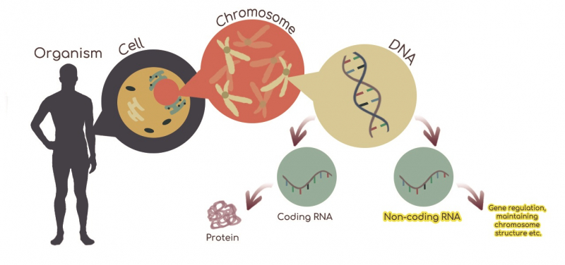 Two types of RNA in our cell: Coding RNA directs cells to make proteins; Non-coding RNA performs a wide range of activities including gene regulation and maintaining chromosome structure. Courtesy of Jasmine Lau.